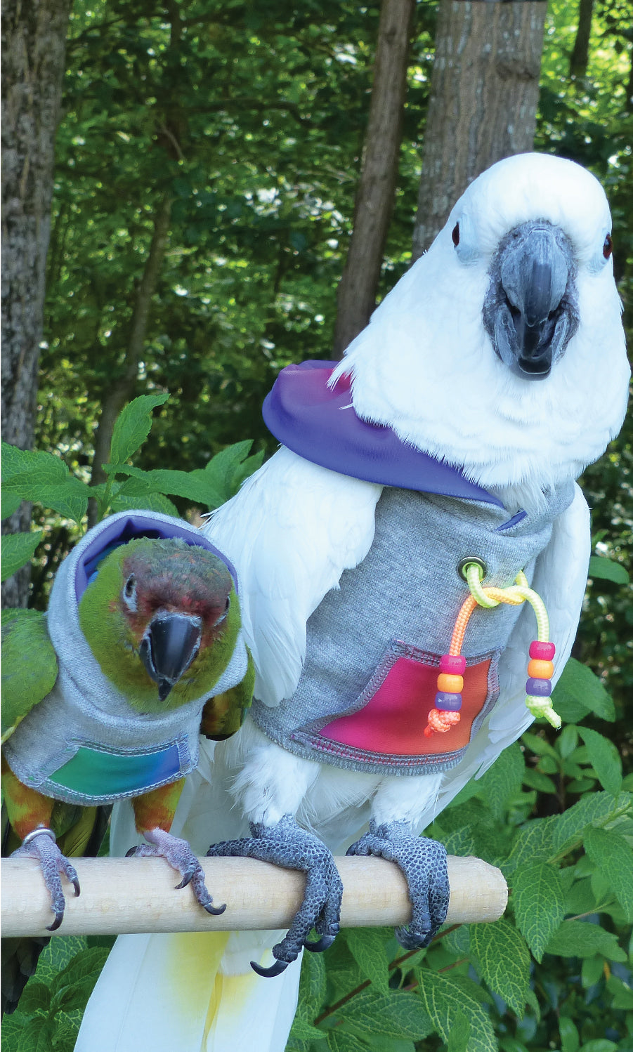 Keeping Your Birds Safe