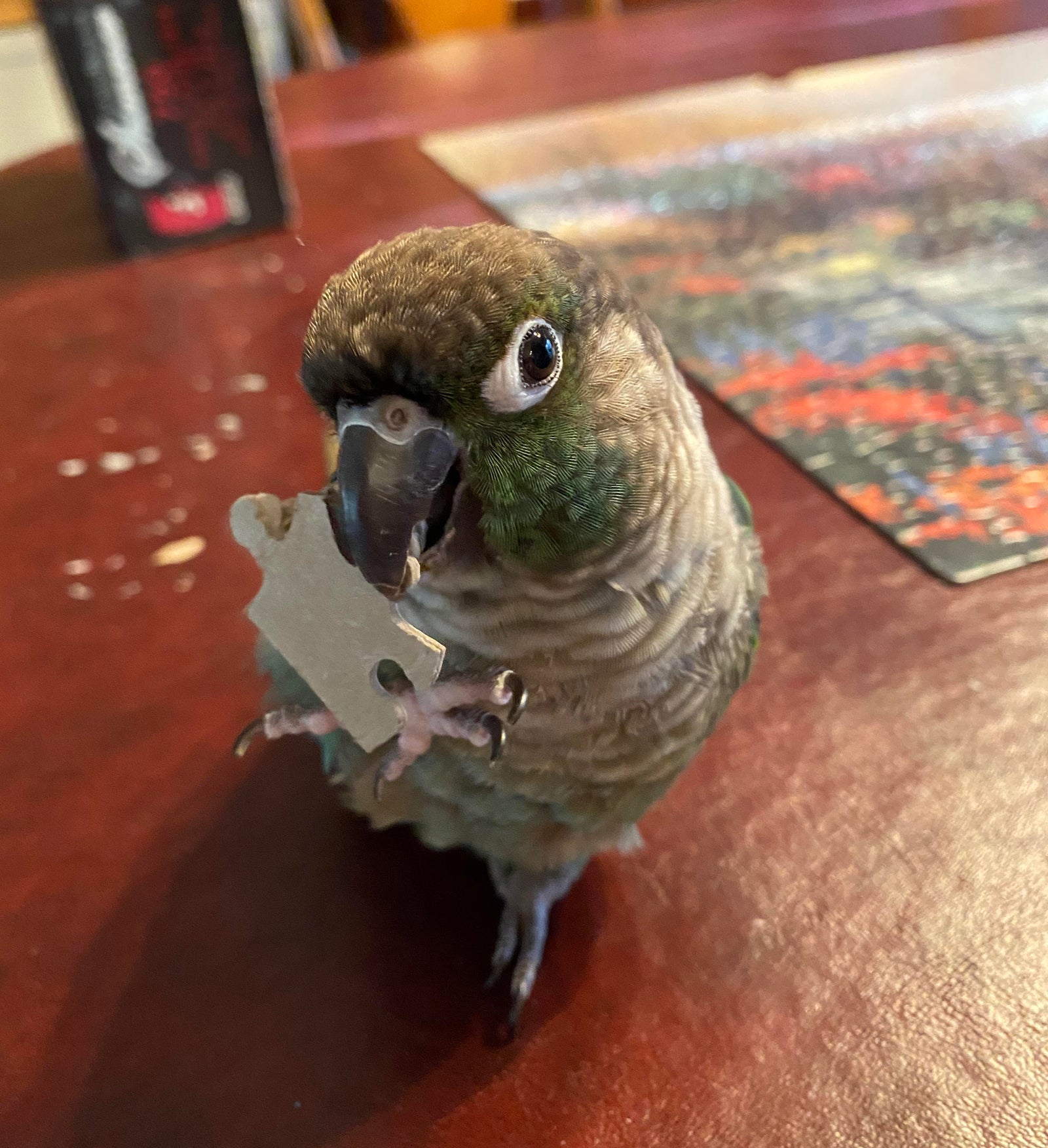 Bird Tricks for Owners