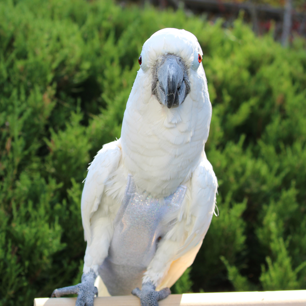 SilverBellsonBird1_600x.png?v=