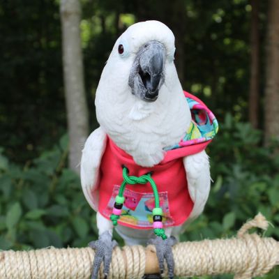 Summer Crush Hoodie1