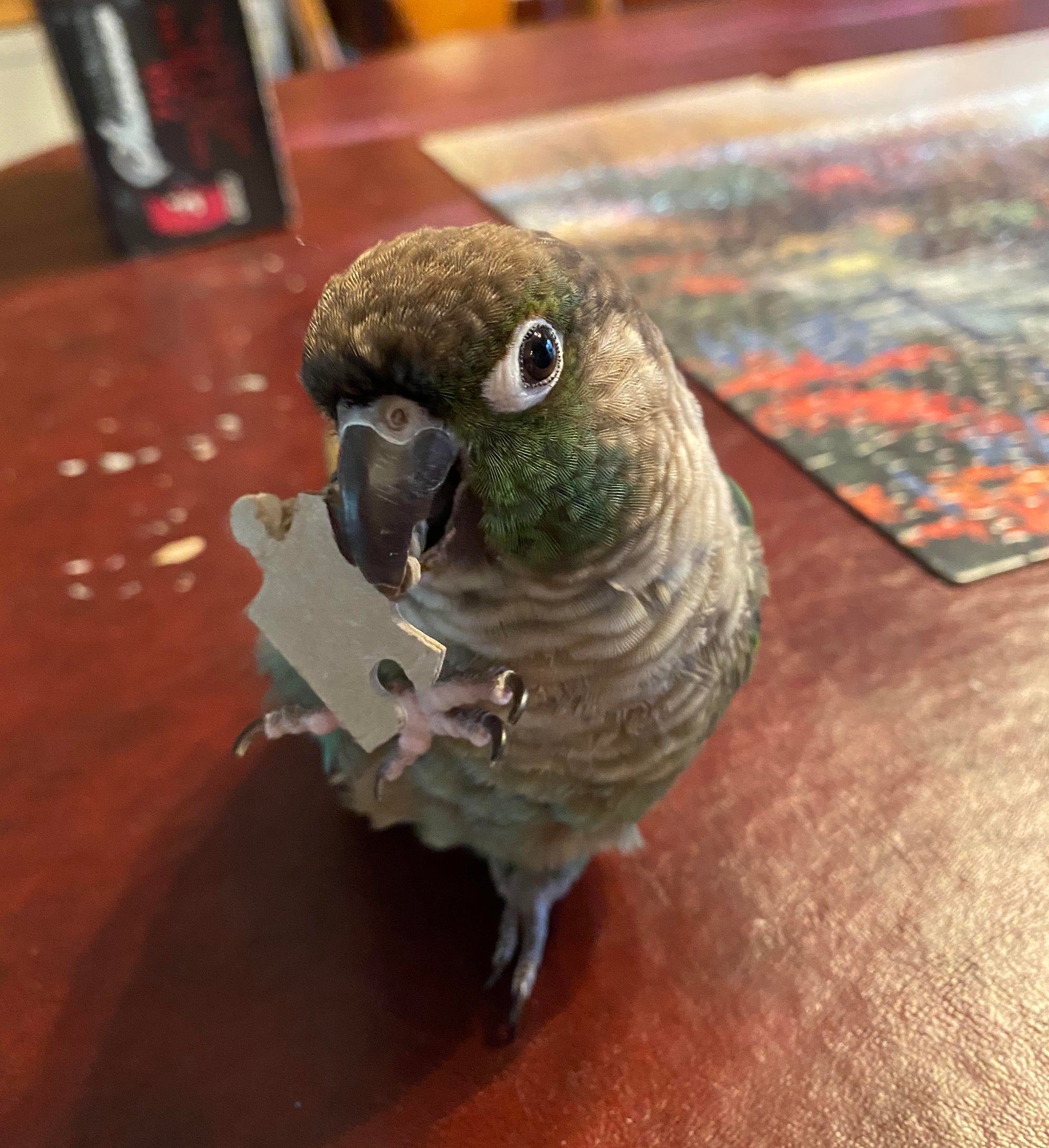 
          Bird Tricks for Owners
        