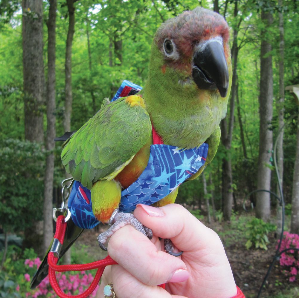 Collections Avian Fashions