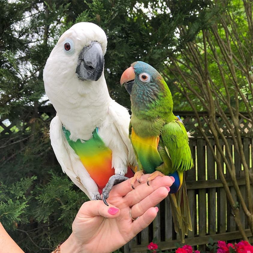 Collections Avian Fashions