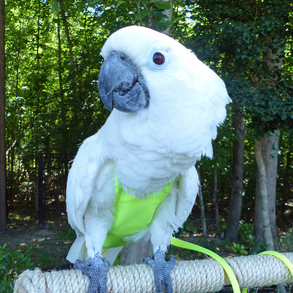 Collections Avian Fashions