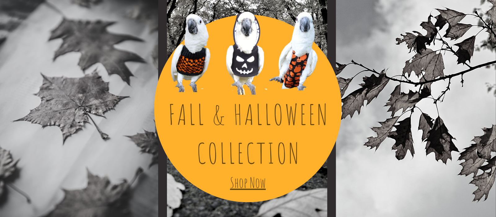 Avian Fashions by Bird Nerd