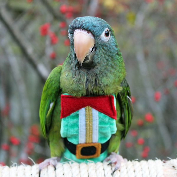 Elf FeatherWear FlightSuit™ Avian Fashions