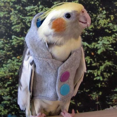 Rainbow Bird Nerd Hoodie