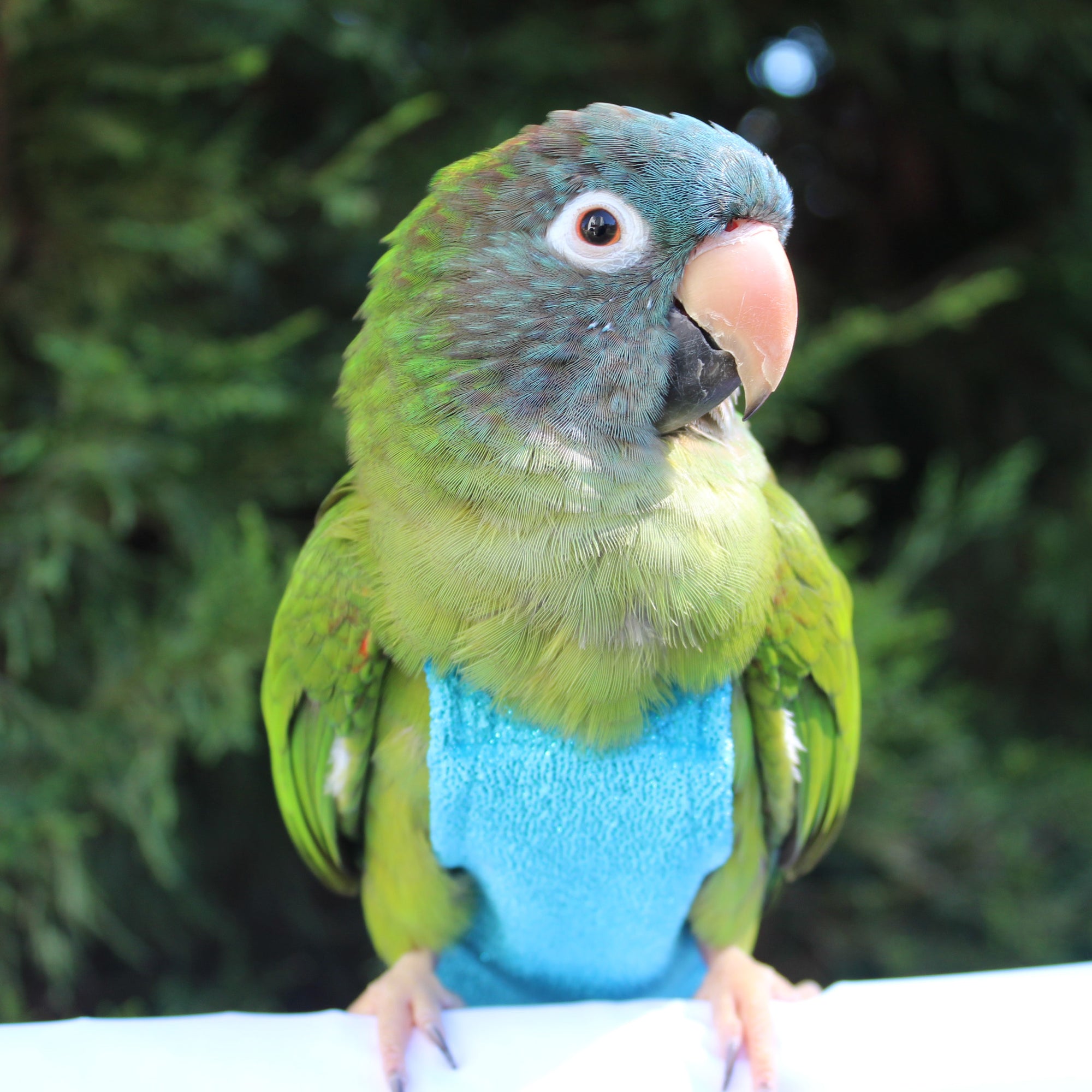 Frozen Shimmer FeatherWear FlightSuit™ Avian Fashions