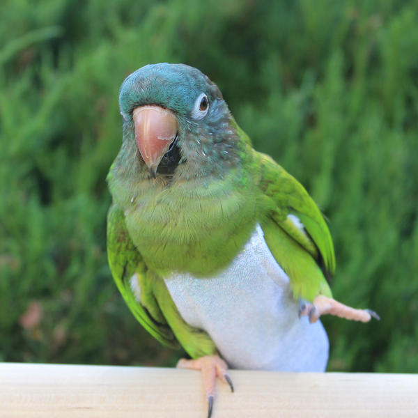 Dazzling FeatherWear FlightSuit™ Avian Fashions