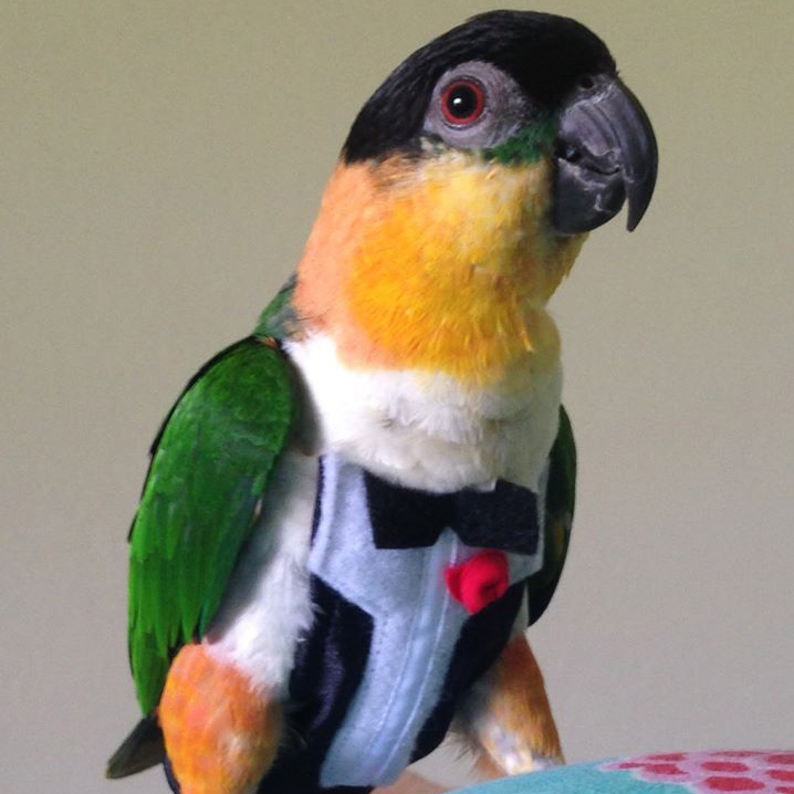 Tux with Tails FeatherWear FlightSuit™
